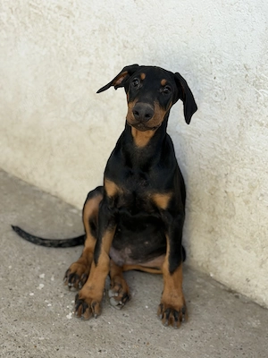 Pui Dobermann nerăbdători în găsirea unor familii iubitoare  - imagine 5