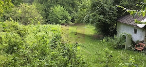 Teren de vanzare 15.000 mp in Telega - imagine 7