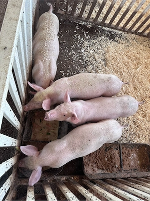 porci,purcei de vanzare - imagine 5