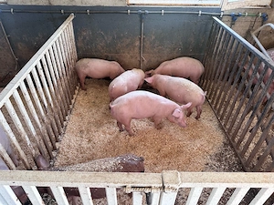 porci,purcei de vanzare