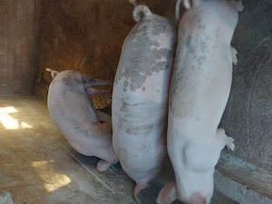 vand porci,purcei zona Beius - imagine 4