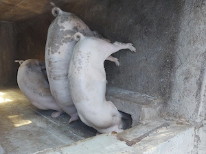 vand porci,purcei zona Beius - imagine 5