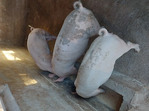 vand porci,purcei zona Beius - imagine 2