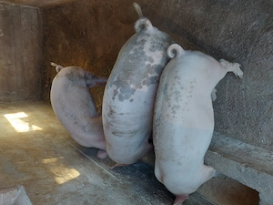vand porci,purcei zona Beius - imagine 3