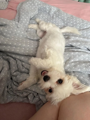 Vand bichon maltez femela urgent - imagine 2