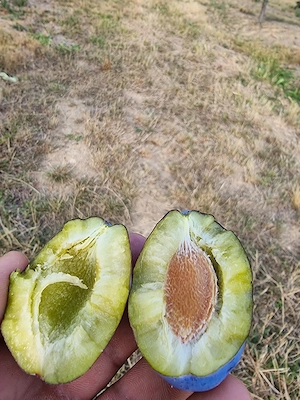 Prune Stanley :dulceață și compot 