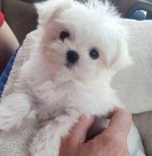 Bichon Maltez talie mică  - imagine 2