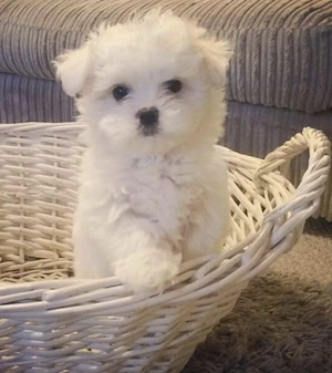 Bichon Maltez talie mică 