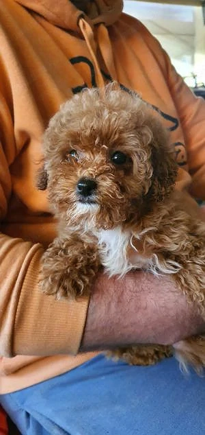 Maltipoo toy frumosi si sănătoși 