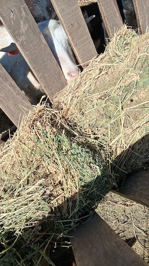 baloti lucerna vand sau schimb cu animale 25