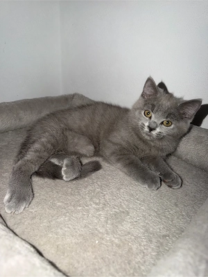 Pisica Britishs shorthair - imagine 4
