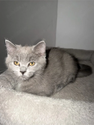 Pisica Britishs shorthair - imagine 3