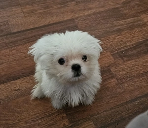 Vand pui Shih Tzu - imagine 2