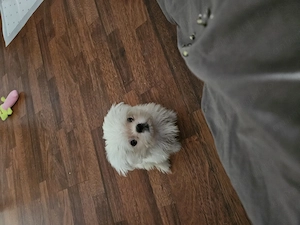 Vand pui Shih Tzu - imagine 3