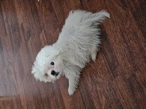 Vand pui Shih Tzu