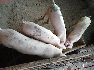 purcei de vânzare 
