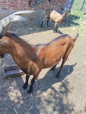 tapi de vanzare mai multe rase si fara coarne de 6 luni si mai mare un metis sanen cu boier  - imagine 5
