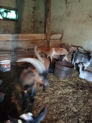 tapi de vanzare mai multe rase si fara coarne de 6 luni si mai mare un metis sanen cu boier  - imagine 4