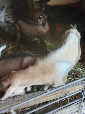 tapi de vanzare mai multe rase si fara coarne de 6 luni si mai mare un metis sanen cu boier  - imagine 3