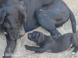 Cane Corso Disponibili Pentru Rezevare  - imagine 5