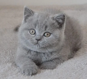 British Shorthair blue  - imagine 2