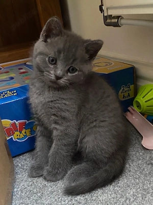 British Shorthair blue  - imagine 3