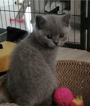 British Shorthair blue  - imagine 2