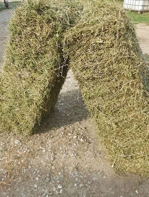    VÂND BALOȚI DE LUCERNĂ     Vând baloți de lucernă de calitate, bine uscați și depozitați. 