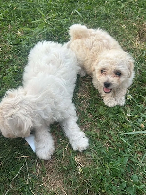 catei Bichon