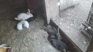 De vanzare pui wiandotte si iepuri pt detalii   - imagine 5