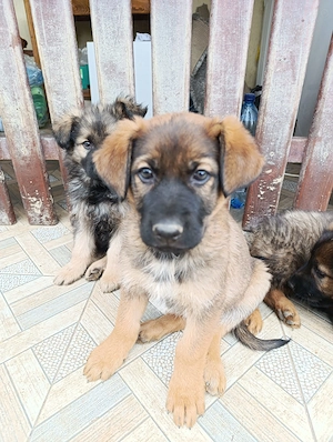 Ciobanesc german baietel