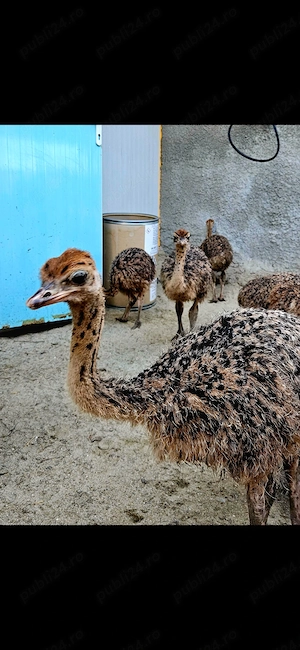 Pui de strut african de vânzare,vârste diferite.Oua strut de vânzare. - imagine 4