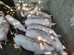 Purcei de vanzare30-40kg 450 RON negociabil 