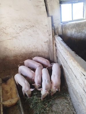 Purcei de 7 săptămâni 