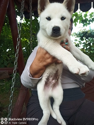 Husky siberian de vânzare!  - imagine 4