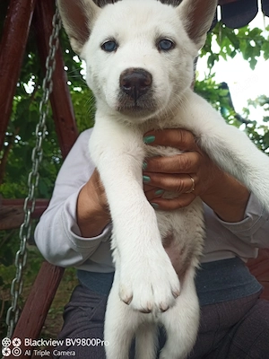 Husky siberian de vânzare!  - imagine 5