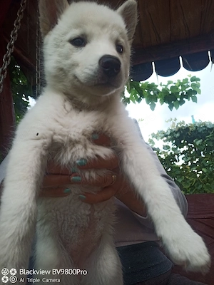 Husky siberian de vânzare!  - imagine 3