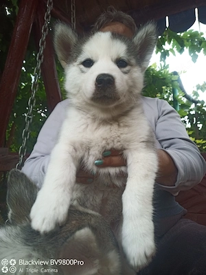 Husky siberian de vânzare!  - imagine 2
