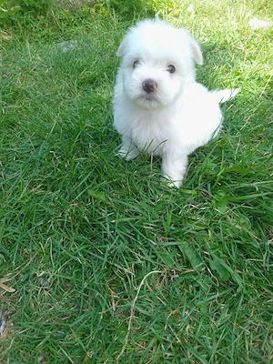 Bichon maltez 