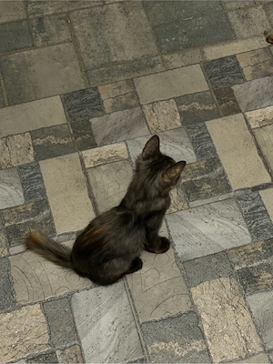    2 motănei adorabili își caută familii iubitoare!    - imagine 2