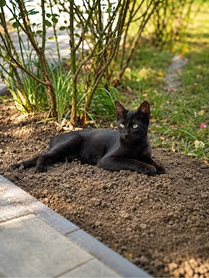    2 motănei adorabili își caută familii iubitoare!    - imagine 4