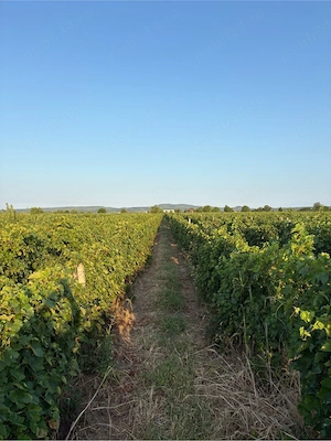 Struguri de vin