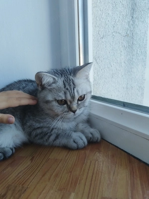British shorthair