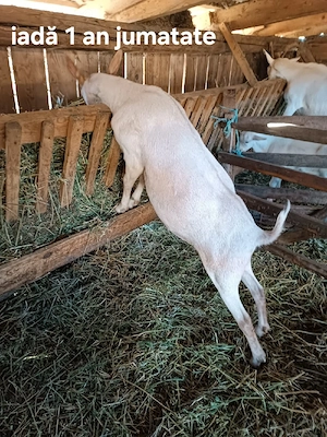 Capră Saanen + 2 iade - imagine 2