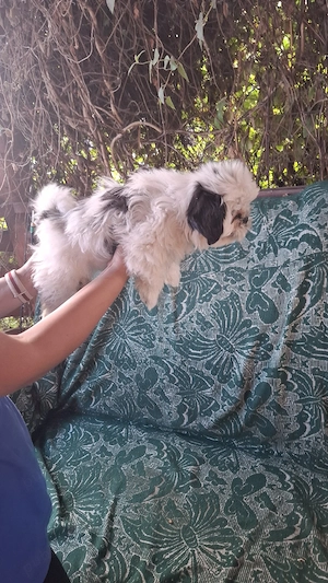 pui shih tzu - imagine 5