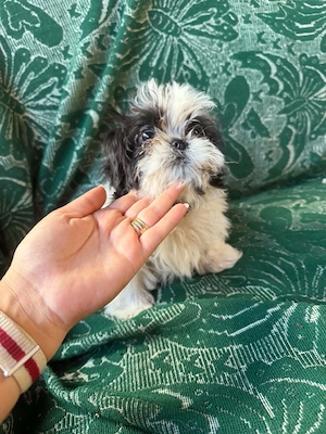 pui shih tzu - imagine 2