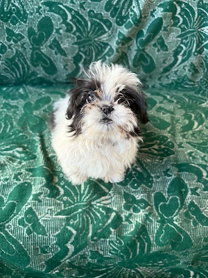 pui shih tzu - imagine 3