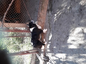 Catei border collie  - imagine 4