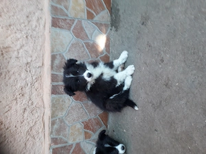 Catei border collie  - imagine 2