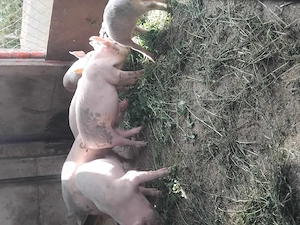 Vând purcei Marele Alb cu Duroc